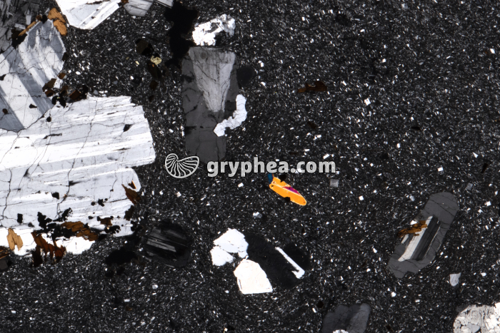 Trachyte LPA x3 - gryphea.com